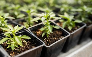 wyposażenie growbox