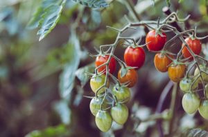 hurtownia nasion warzyw