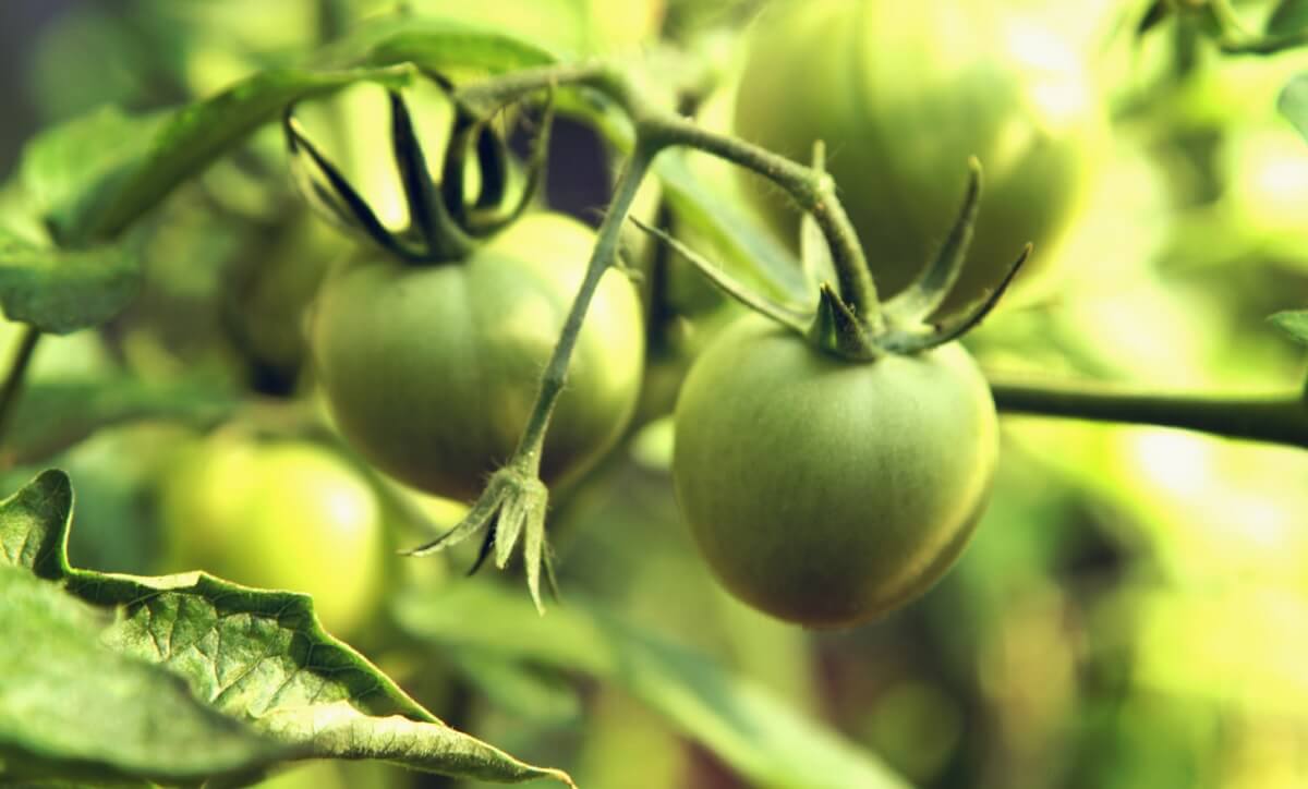 hurtownia nasion warzyw